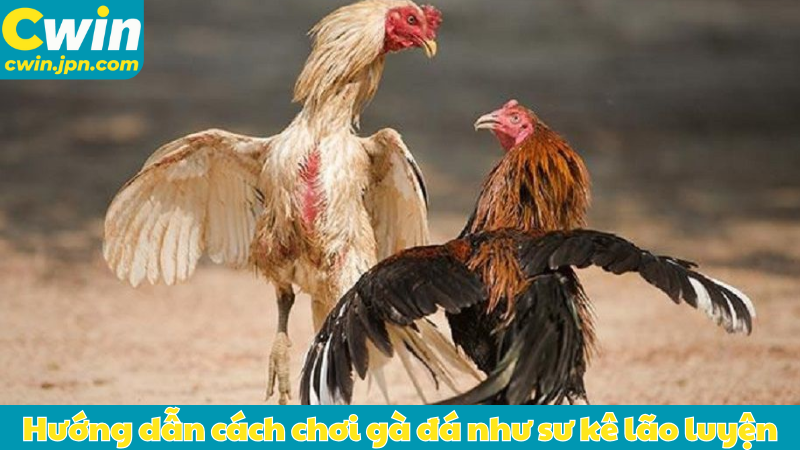Hướng dẫn cách chơi gà đá như sư kê lão luyện
