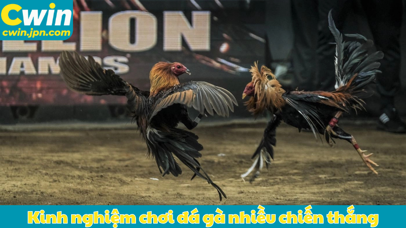 Kinh nghiệm chơi đá gà nhiều chiến thắng