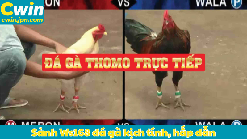 Sảnh Ws168 đá gà kịch tính, hấp dẫn
