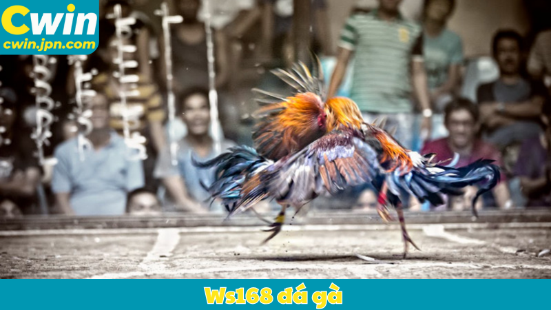 WS168 đá gà