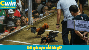 Đá gà cựa sắt là gì