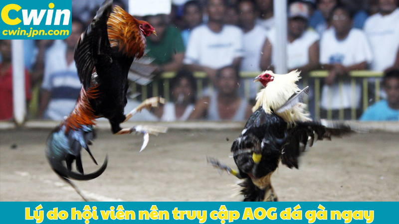 Lý do hội viên nên truy cập AOG đá gà ngay