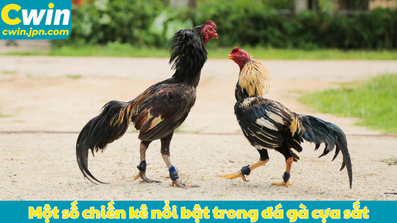 Một số chiến kê nổi bật trong đá gà cựa sắt