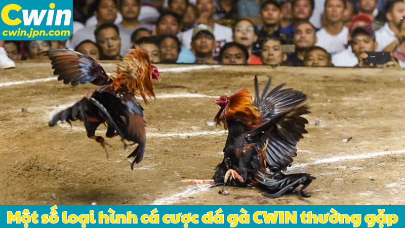 Một số loại hình cá cược đá gà CWIN thường gặp