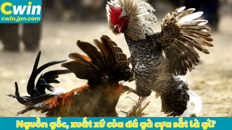 Nguồn gốc, xuất xứ của đá gà cựa sắt là gì?