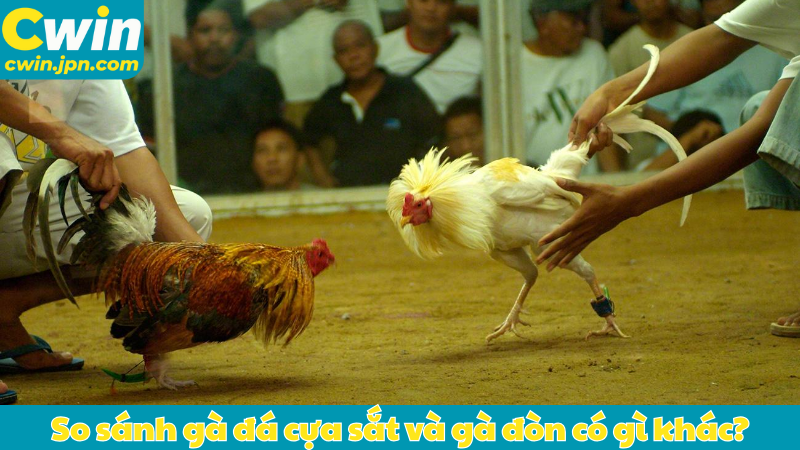 So sánh gà đá cựa sắt và gà đòn có gì khác?