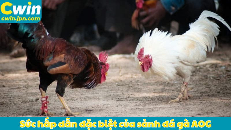 Sức hấp dẫn đặc biệt của sảnh đá gà AOG