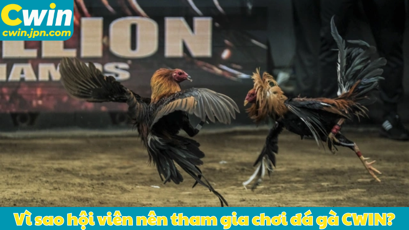 Vì sao hội viên nên tham gia chơi đá gà CWIN?